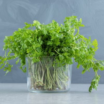 Coriander