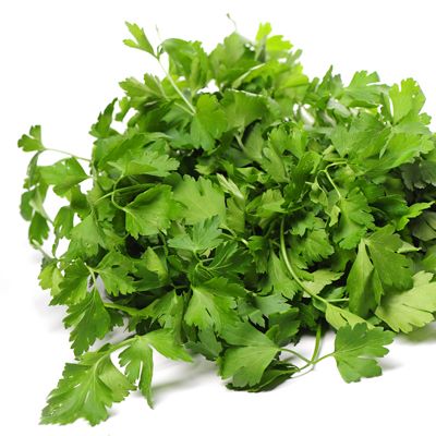 Coriander